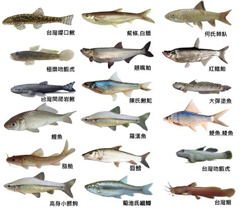 淡水魚品種|魚類